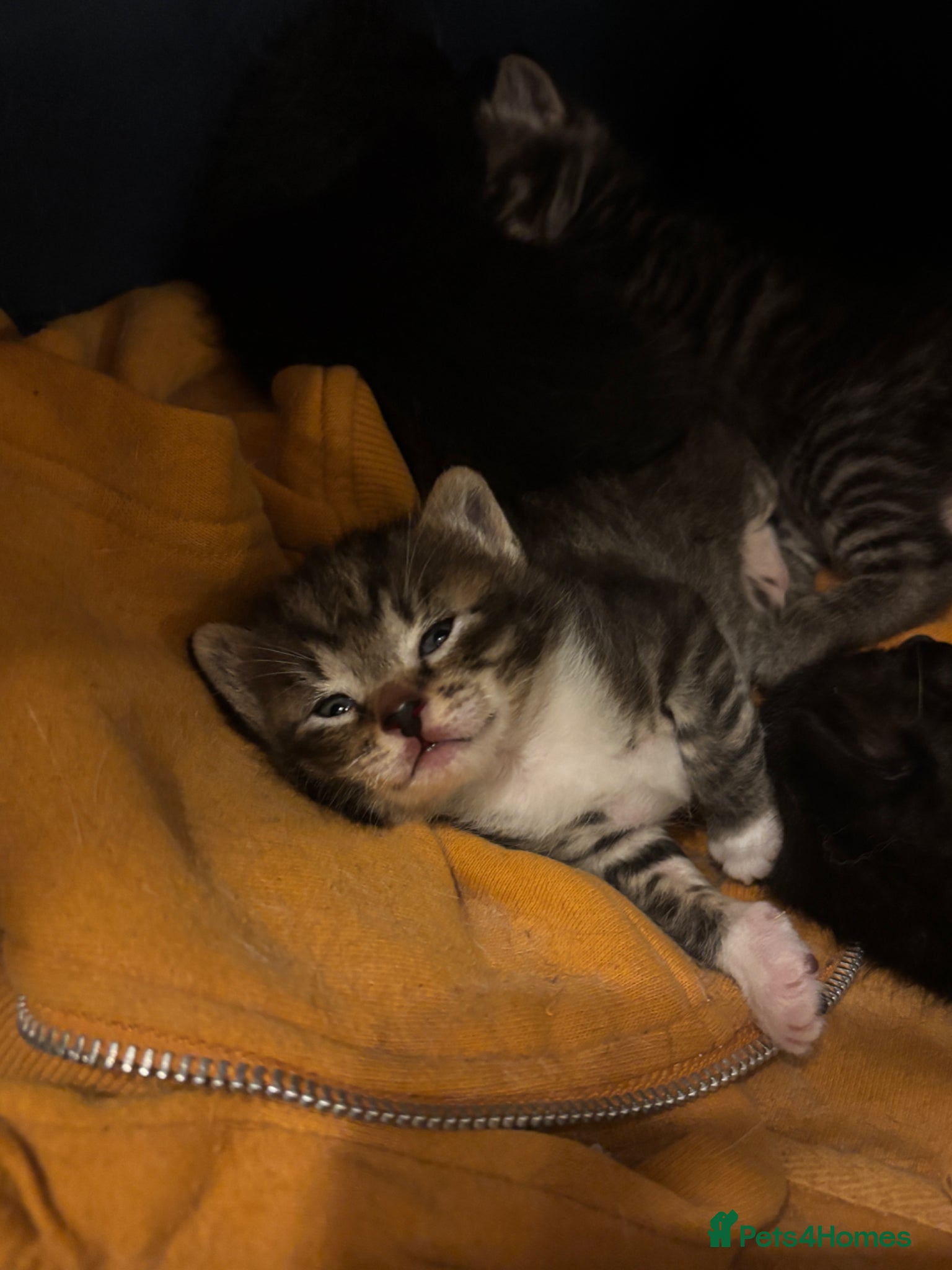 Mixed Breed cats Half Siamese kittens  - Advert 1