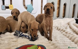 Labrador Retriever dogs for sale: THE LAST KC FOX RED GIRL READY TO LEAVE NOW  - Image 16