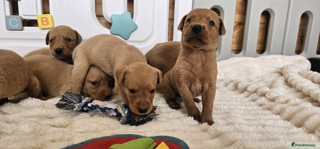 Labrador Retriever dogs for sale: THE LAST KC FOX RED GIRL READY TO LEAVE NOW  - Image 16