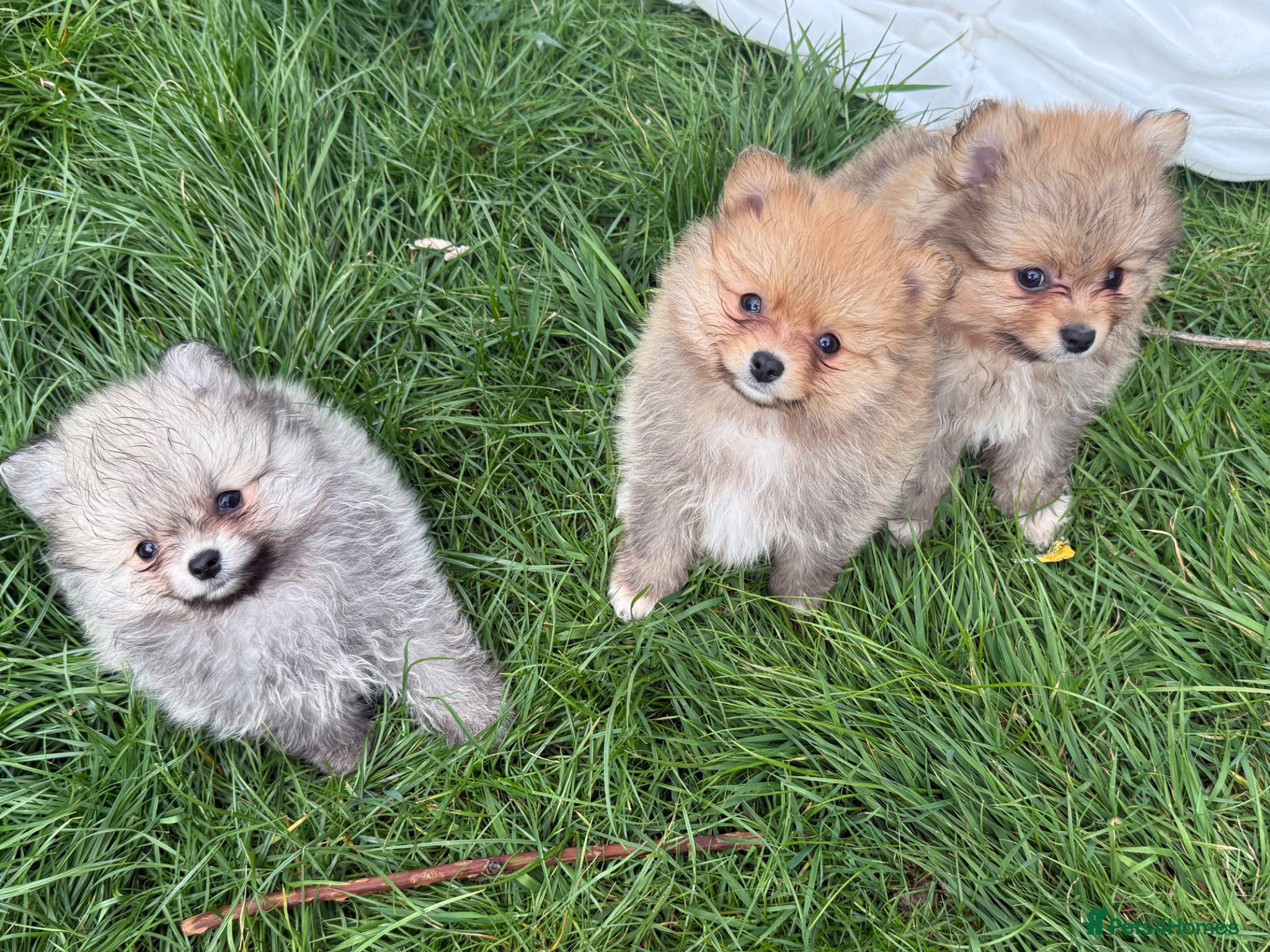 Pomeranian dogs Beautiful friendly and playful puppys pomeranians - Advert 13