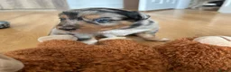 Border Collie dogs for sale: Border collie puppies  - Advert 8