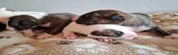 English Bull Terrier dogs for sale: 8 QUALITY BISONBULLIE BABIES  in Slough - Advert 11