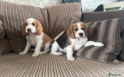 Beagle dogs for sale: 2 stunning Beagle Puppies, ready now in Sidcup - Image 7