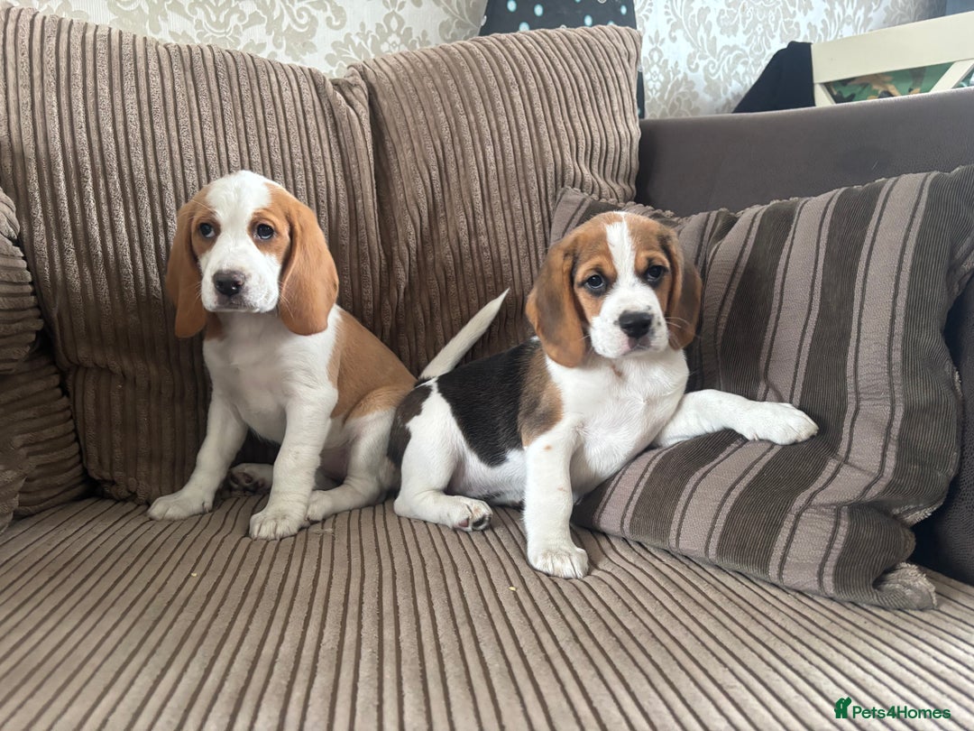 Beagle dogs for sale: 2 stunning Beagle Puppies, ready now in Sidcup - Image 7