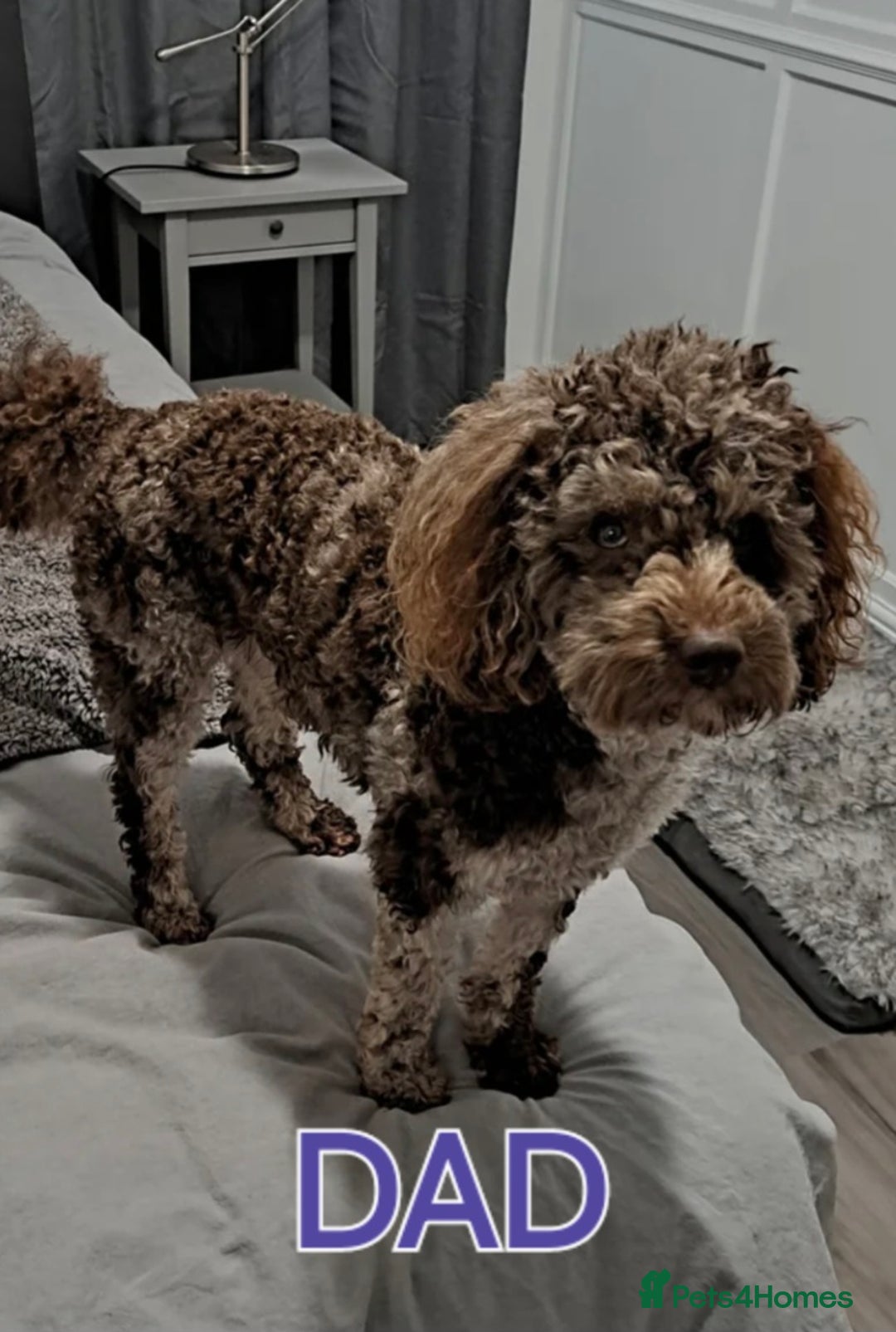 Cockapoo dogs for sale: Minature cockapoo  - Advert 6