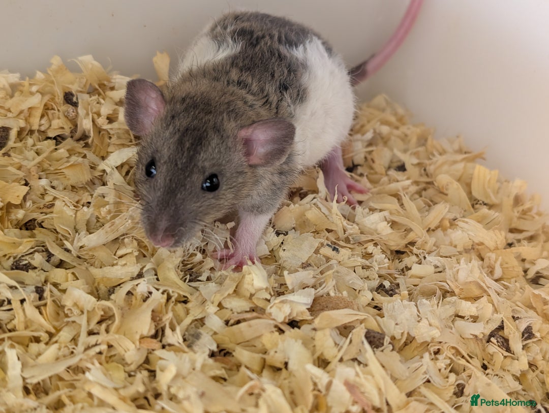 Rat rodents for sale: Fancy rat - Image 4