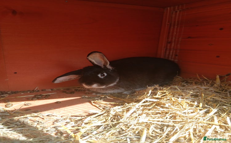 Mixed Breed rabbits - Advert 2
