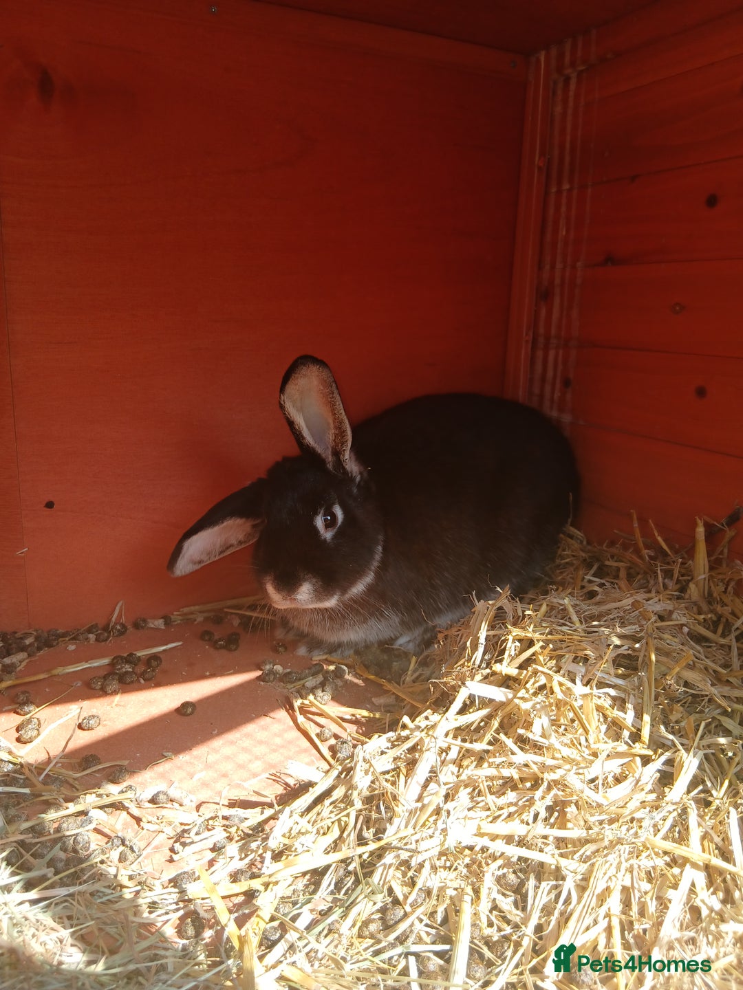 Mixed Breed rabbits for sale: Rabbit Couple - Image 1