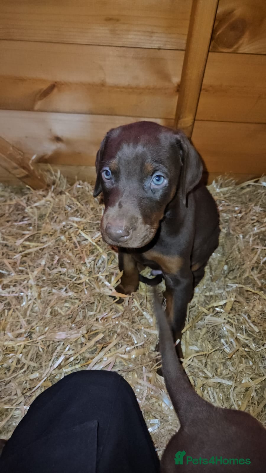 Dobermann dogs KC'D Beautiful Litter of healthy Pups  - Advert 4