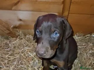 Dobermann dogs KC'D Beautiful Litter of healthy Pups - Advert 4