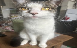 Mixed Breed cats for sale: 15 month old sisters  - Image 10