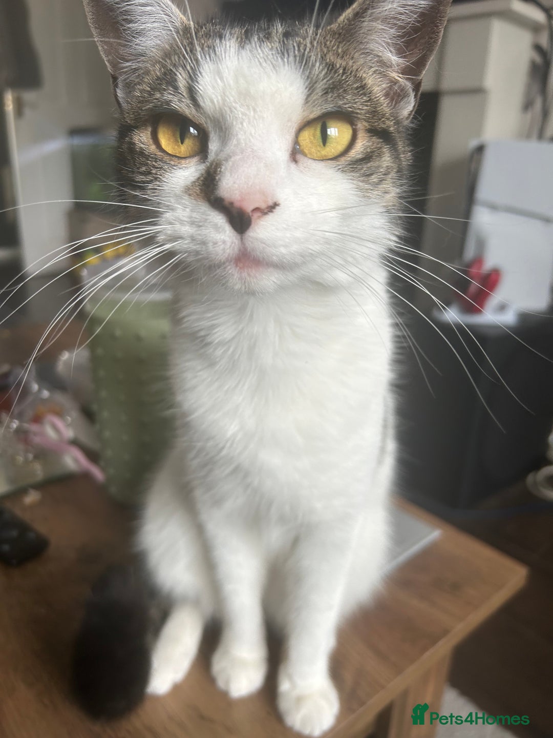 Mixed Breed cats for sale: 15 month old sisters  - Image 10