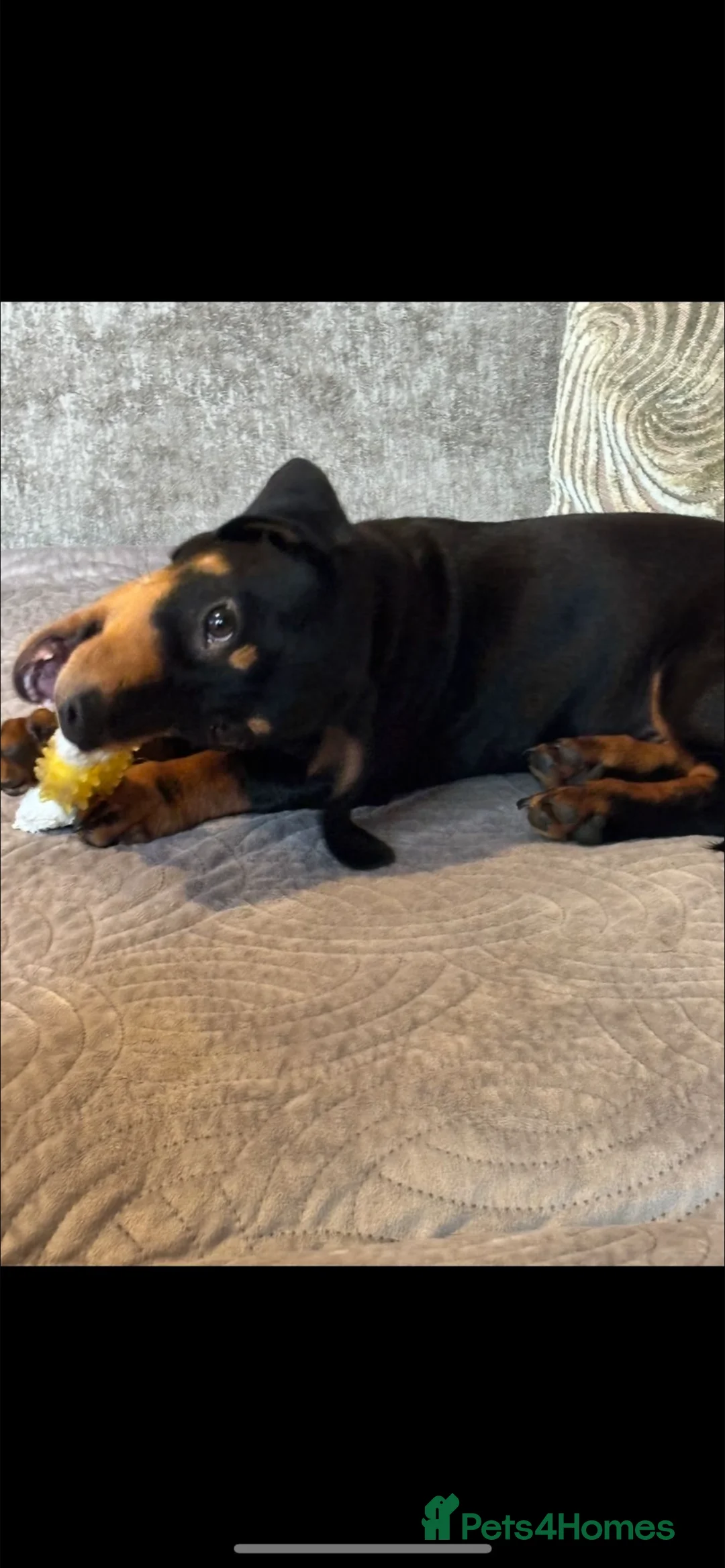 Dachshund dogs for sale: Dachshund  - Advert 6