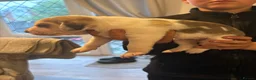 Beagle dogs for sale: Beagle pups in Bradford - Advert 3