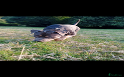 American Bully dogs for sale: American bully  - Image 6