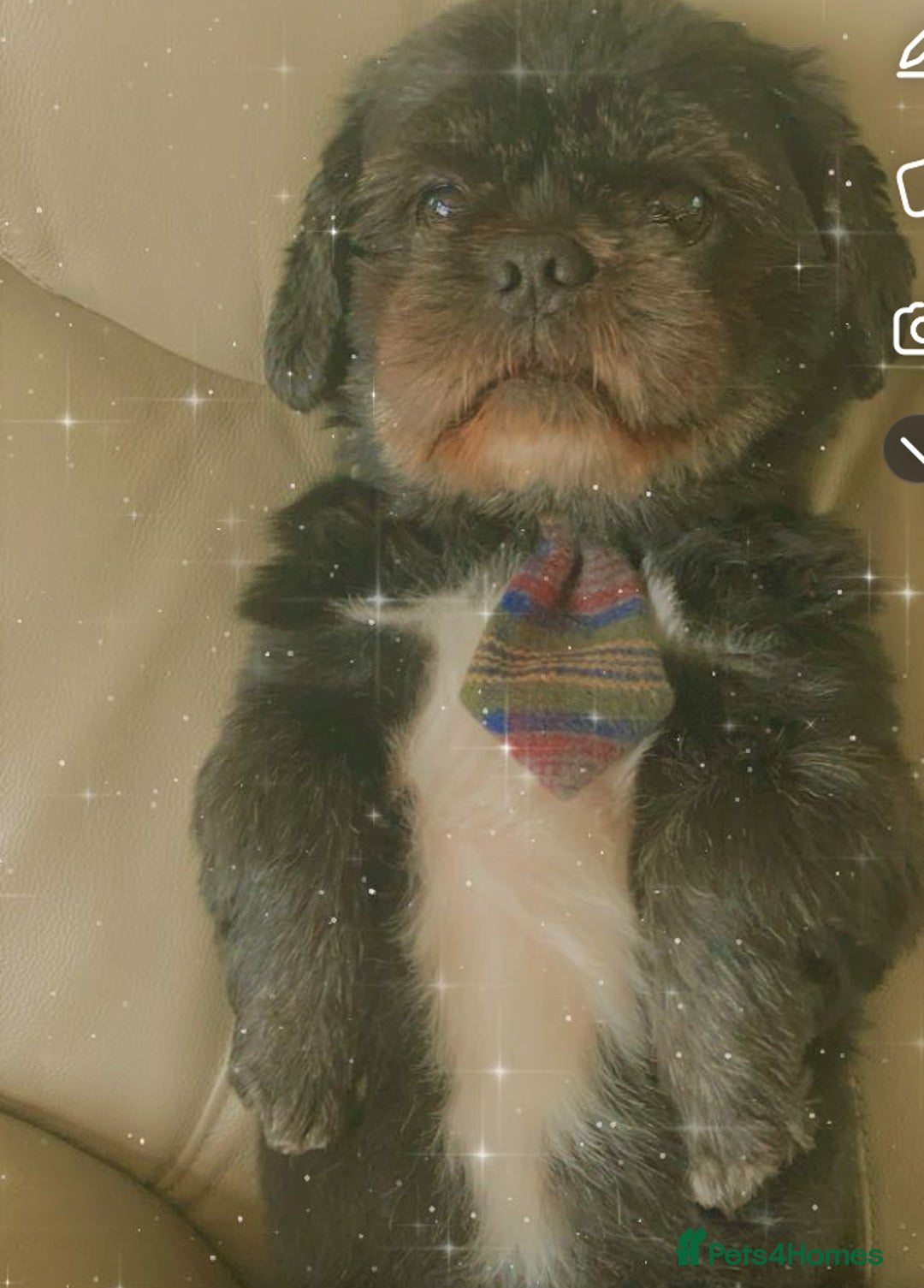 Shih Tzu dogs for stud: Dog for stud  - Image 3