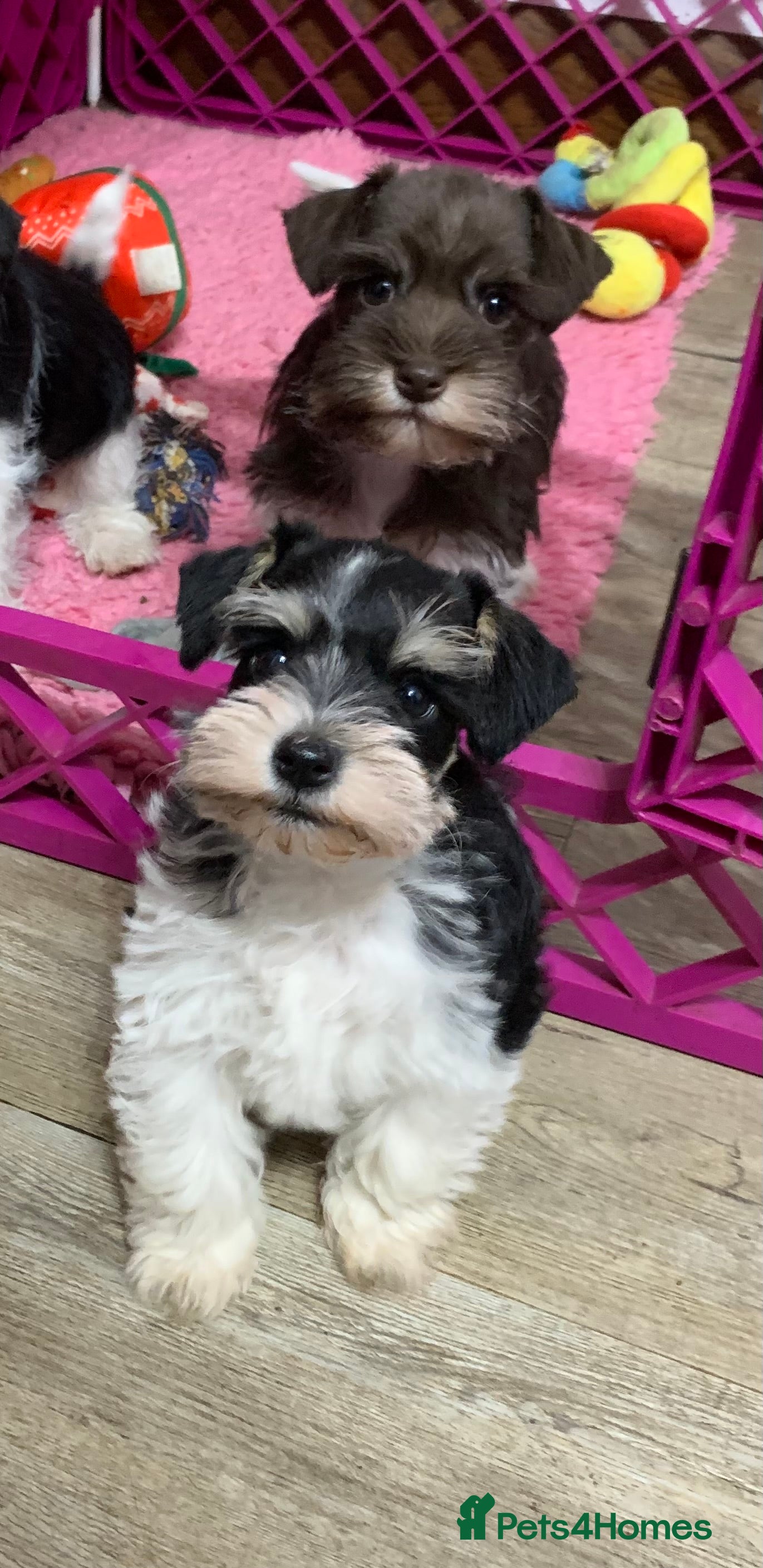 Miniature Schnauzer dogs 5* LICENSED. READY KC MINI ( TOY) SCHNAUZER LITTER - Advert 12