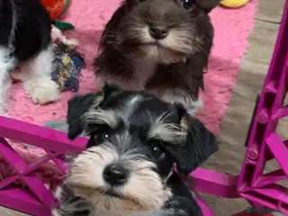 Miniature Schnauzer dogs 5* LICENSED. READY KC MINI ( TOY) SCHNAUZER LITTER - Advert 12