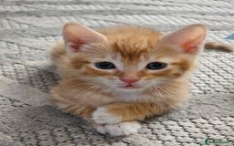 Bengal cats for sale: 5 kittens - 4 ginger and 1 galaxy - Image 2