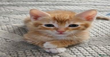 Bengal cats - Advert 1