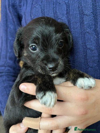 Jackapoo puppies for sale in England | Pets4Homes