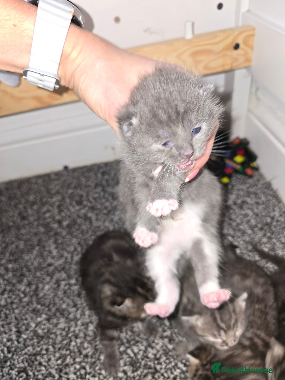 Mixed Breed cats for sale: Small mixed breed fluffy kittens - Advert 7