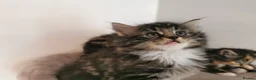 Mixed Breed cats for sale: Absolutely stunning kittens looking for a new home - Advert 16