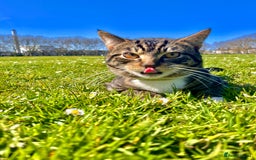 American Shorthair cats for sale: Leo & Levy - Image 3