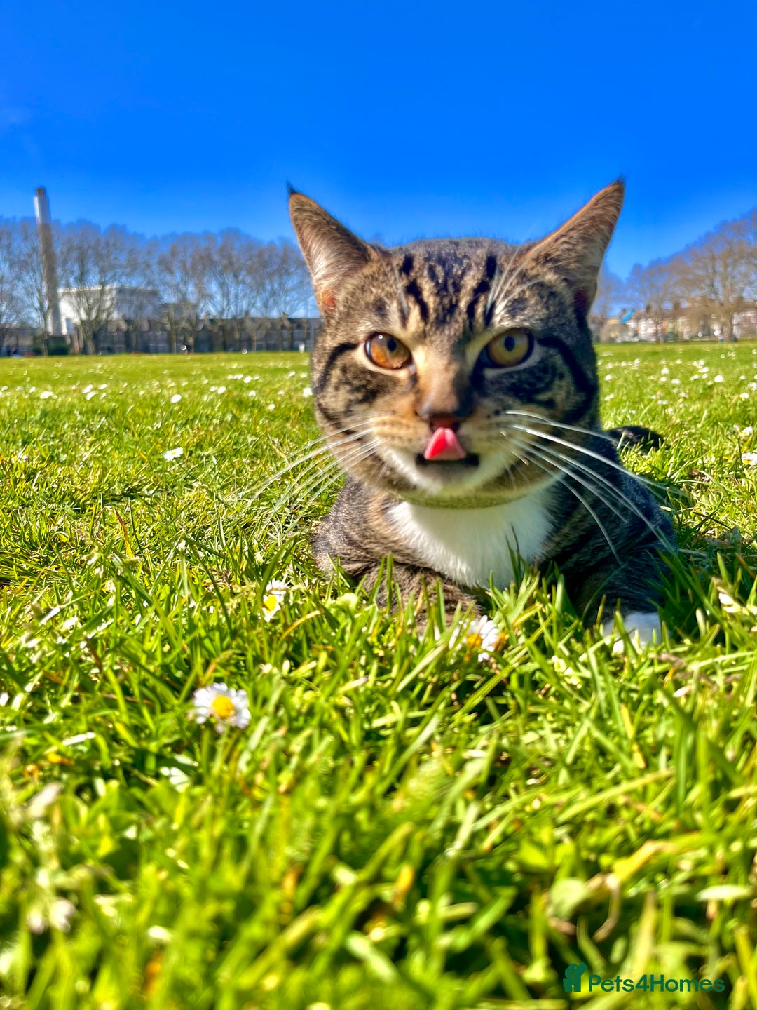 American Shorthair cats for sale: Leo & Levy - Image 3