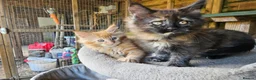 Maine Coon cats for sale: Maine Coon babies  - Advert 8