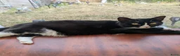 Mixed Breed cats for sale: 2 female cats  - Advert 4