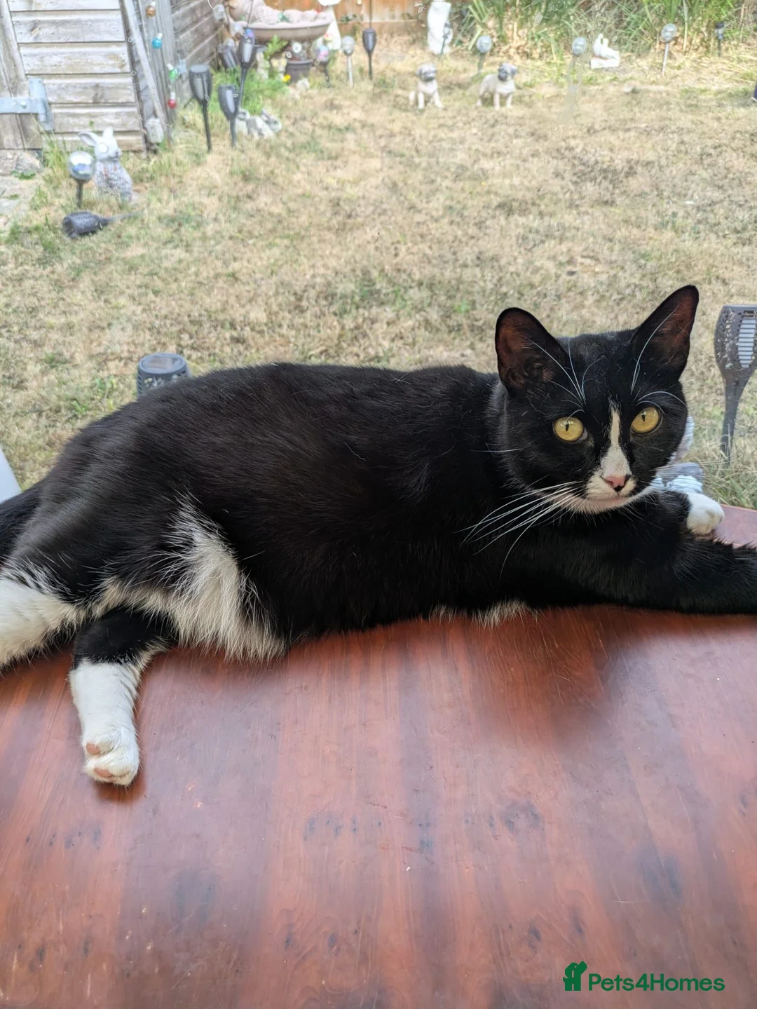 Mixed Breed cats for sale: 2 female cats  - Advert 4