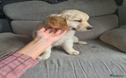 Golden Retriever dogs for sale: Golden retriever puppy - Image 4