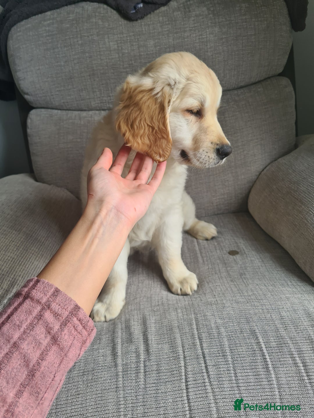 Golden Retriever dogs for sale: Golden retriever puppy - Image 4