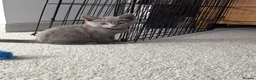 Russian Blue cats for sale: Beautiful Russian Blue Kittens - Advert 18