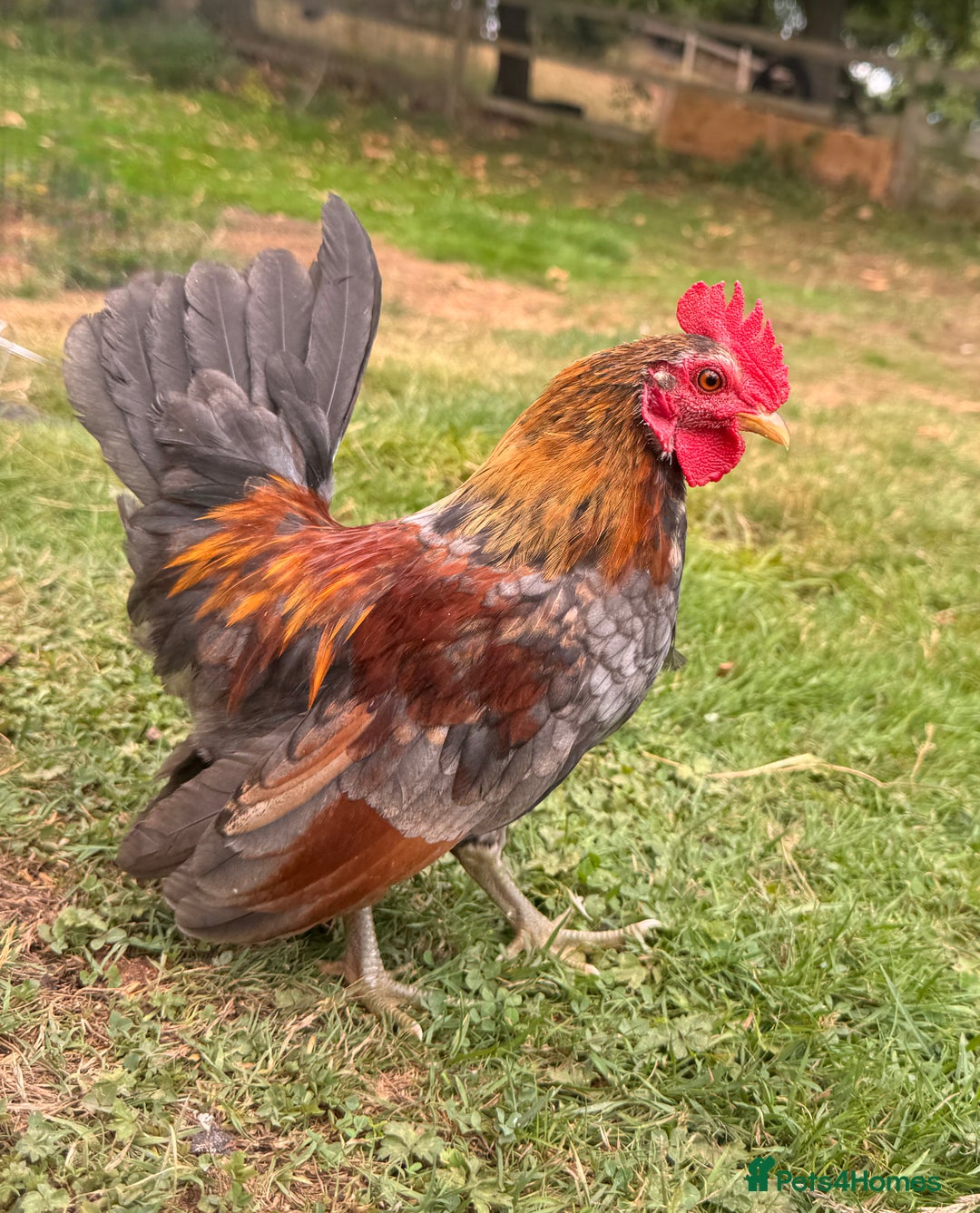 Chickens poultry for sale: Serama Cockerels Looking for New Homes - Image 4