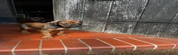Rhodesian Ridgeback dogs for sale: KC Registered Ridgeback Male Seeking Forever Home  in Huntingdon - Advert 15