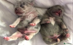 French Bulldog dogs for sale: Two boys  - Advert 16