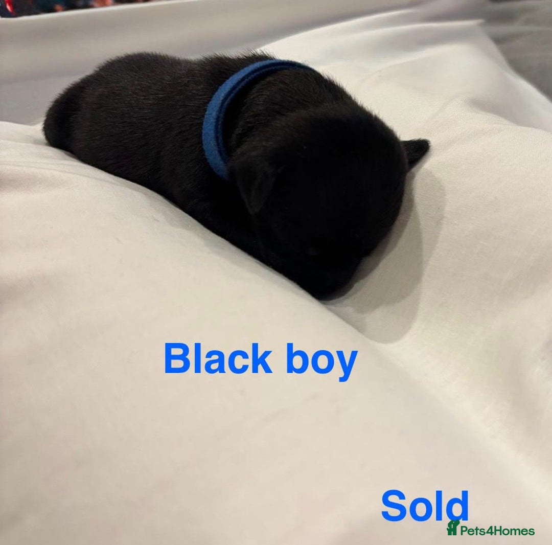 Staffordshire Bull Terrier dogs for sale: Champion Bloodline Stafforshire Bull Terrier Pups - Advert 3