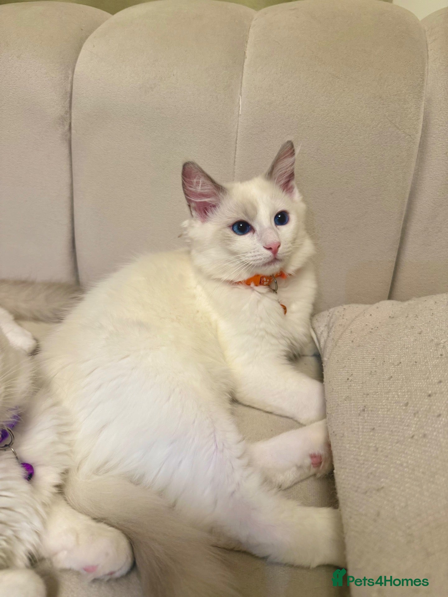 Ragdoll cats for sale: 🐾 Gorgeous Pedigree Ragdolls | Ready! London🐾 - Advert 2