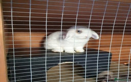 Mini Lop rabbits for sale: Po the rabbit - Image 7
