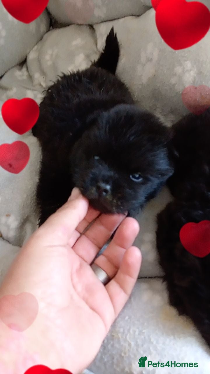 Chow Chow dogs 🐾 6 KC Registered Chow Chow Puppies 🐾 - Advert 2