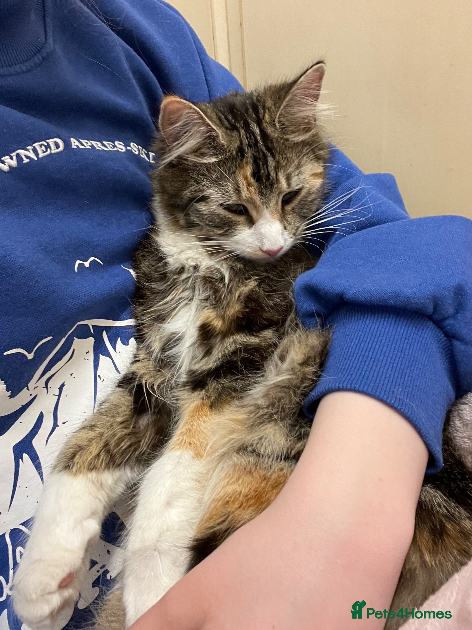 Domestic Shorthair cats Kittens looking for a loving home - Advert 2