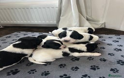 English Springer Spaniel dogs for sale: 10 stunning spaniel puppies for sale  - Image 8