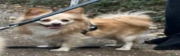 Pomeranian dogs for sale: Pomeranian male - Advert 2