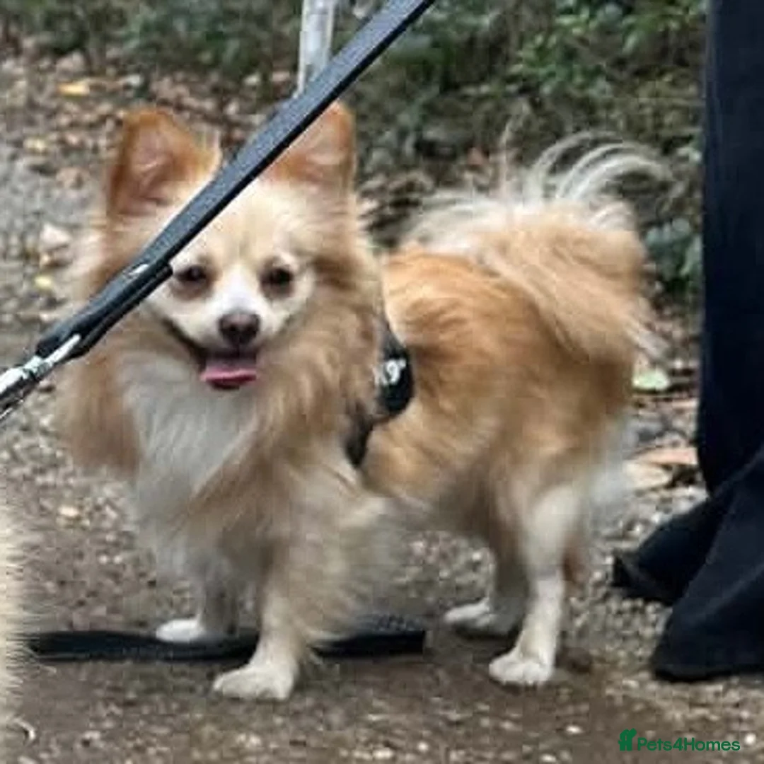 Pomeranian dogs for sale: Pomeranian male - Advert 2