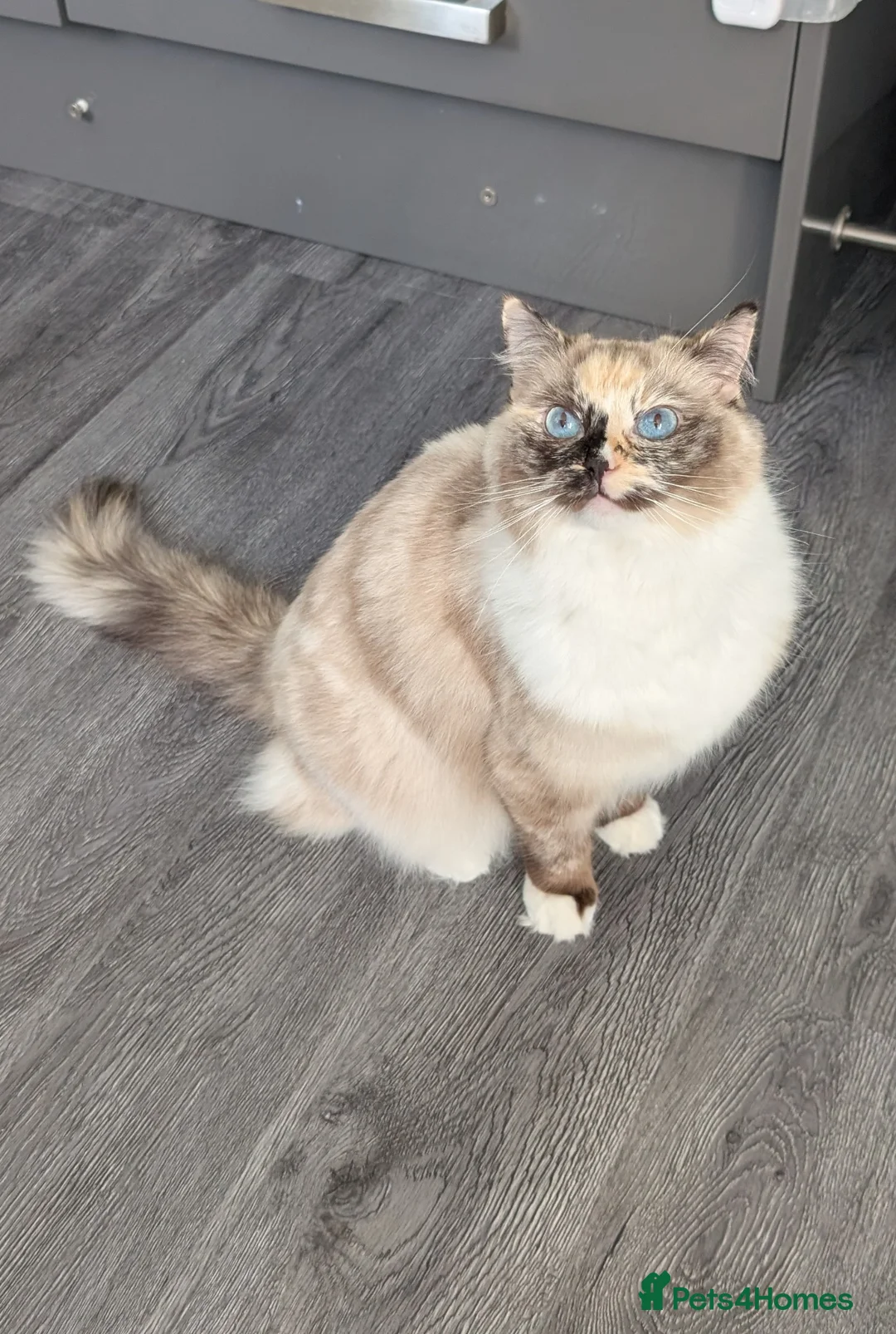 Ragdoll cats for sale: GCCF Active Female Ragdoll - Advert 1