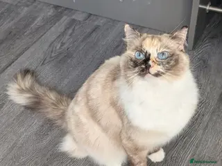 Ragdoll cats GCCF Active Female Ragdoll - Advert 2