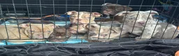 Old Tyme Bulldog dogs for sale: Old tyme English Bulldog  - Advert 5