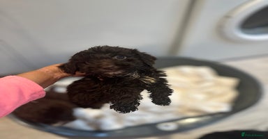 Cockapoo dogs - Advert 9